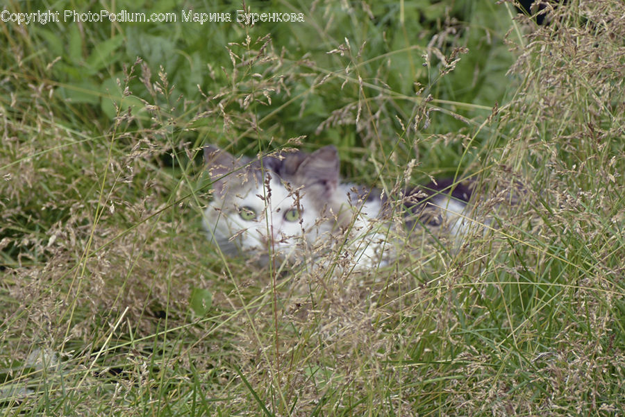 Animal, Cat, Mammal, Pet, Bird, Sparrow, Field