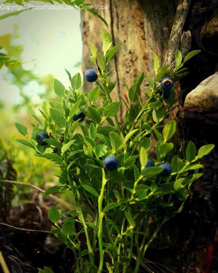 Dung Beetle, Insect, Invertebrate, Herbal, Herbs, Plant, Planter