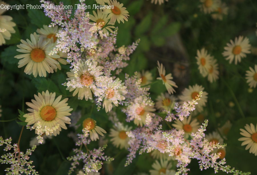 Blossom, Flora, Flower, Plant, Daisies, Daisy, Aster