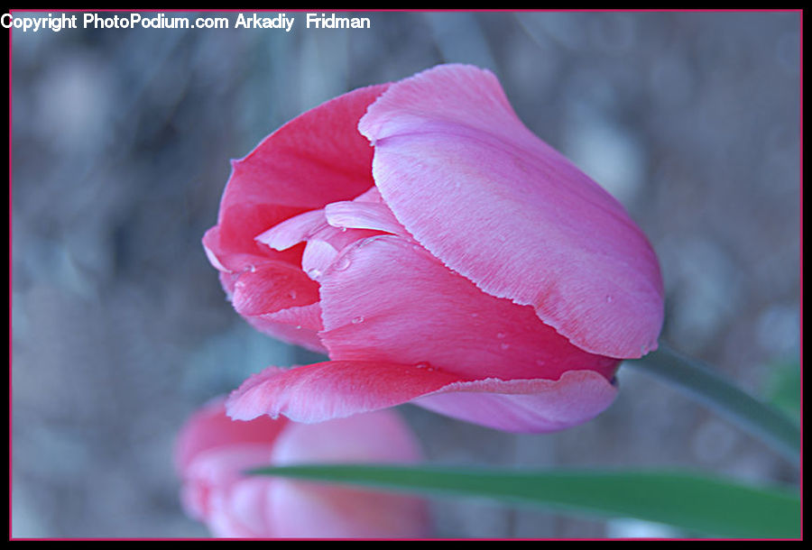 Blossom, Flora, Flower, Plant, Tulip, Carnation, Geranium