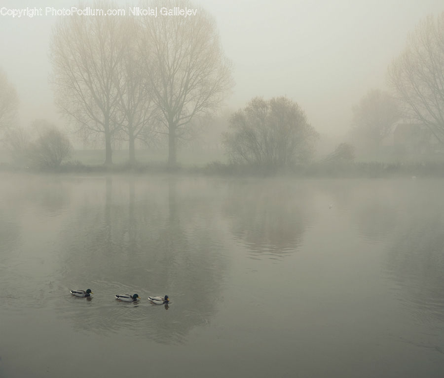 Fog, Dawn, Dusk, Sky, Sunrise, Sunset, Landscape