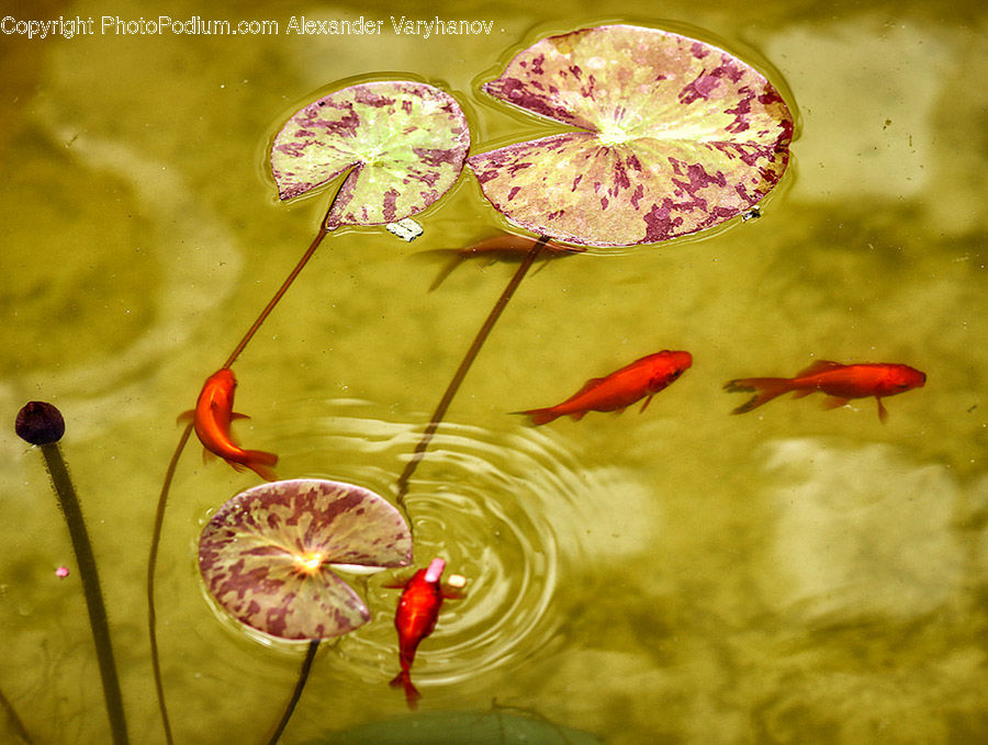 Blossom, Flora, Flower, Geranium, Plant, Anthurium, Hibiscus
