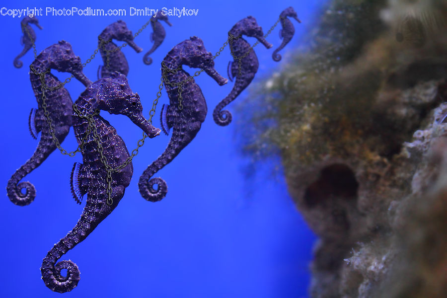 Mammal, Sea Life, Seahorse