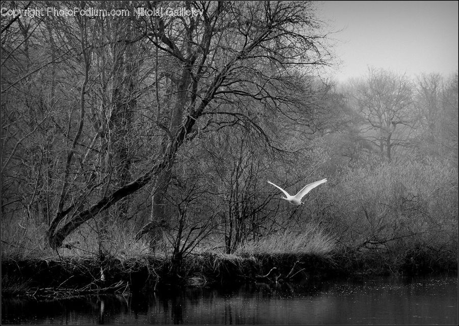 Land, Marsh, Outdoors, Swamp, Water, Plant, Tree