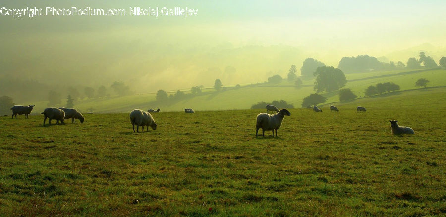 Field, Grass, Grassland, Land, Outdoors, Countryside, Meadow