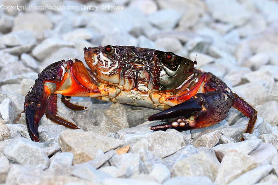 Crab, Invertebrate, Sea Life, Seafood, Rock, Rubble, Outdoors