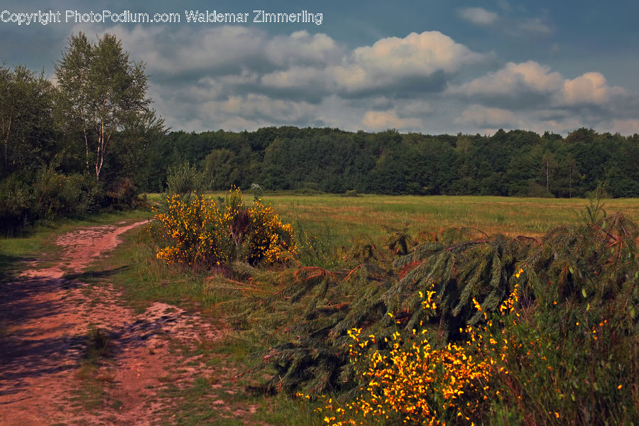 Dirt Road, Gravel, Road, Field, Grass, Grassland, Land
