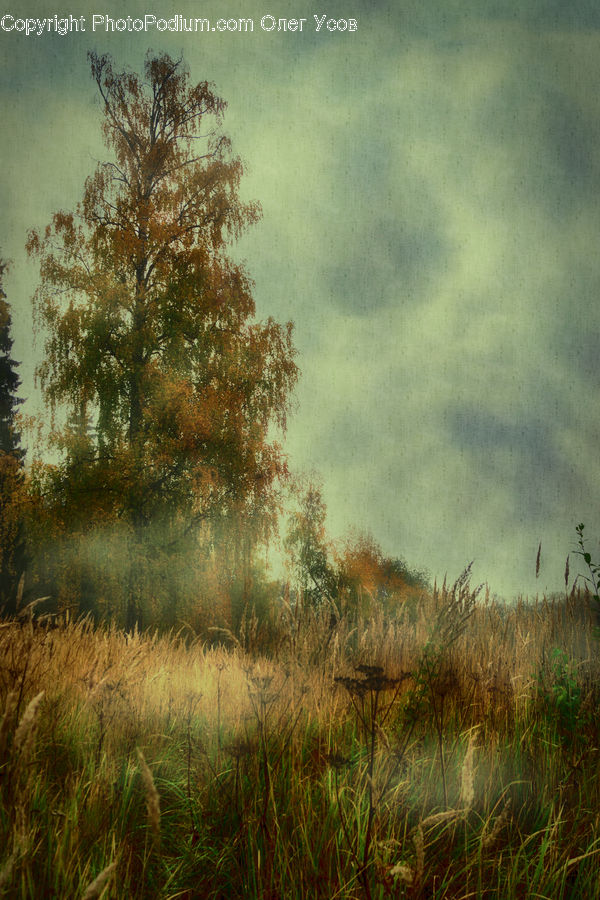 Field, Grass, Grassland, Plant, Land, Outdoors, Bush