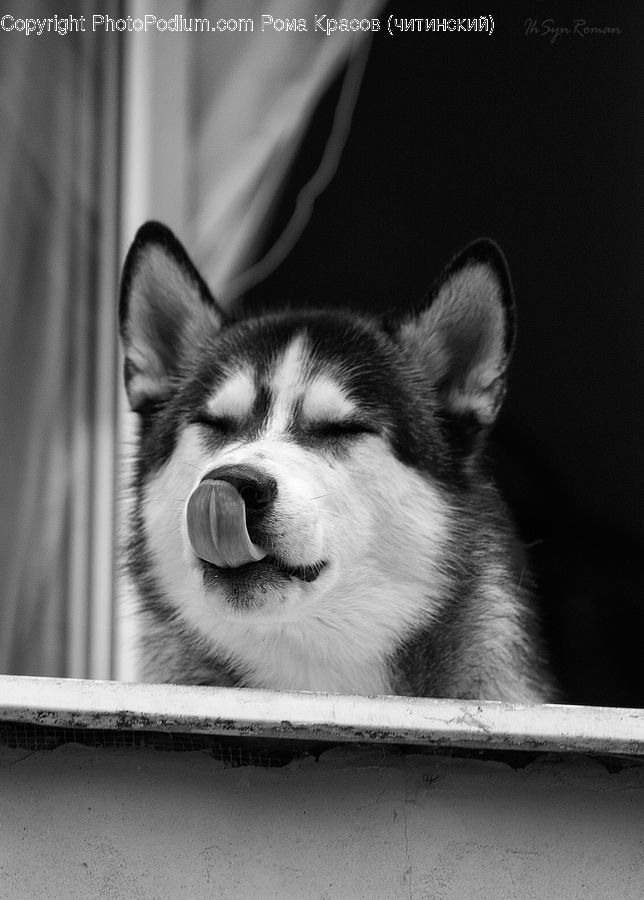 Animal, Canine, Dog, Husky, Mammal, Pet, Adorable