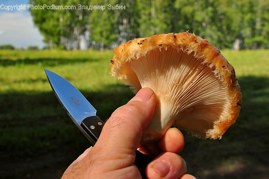 Agaric, Amanita, Fungus, Mushroom, Plant, Potted Plant, Toe