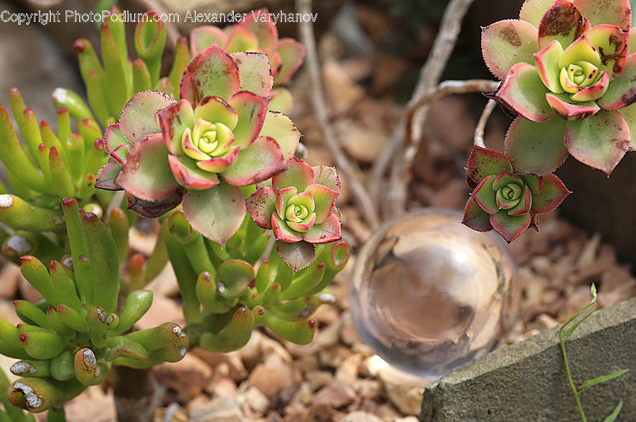 People, Person, Human, Plant, Cactus, Conifer, Fir