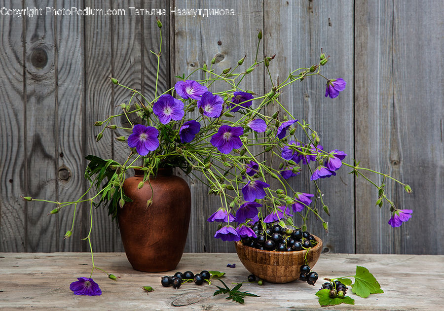 Plant, Potted Plant, Pot, Pottery, Blossom, Flora, Flower
