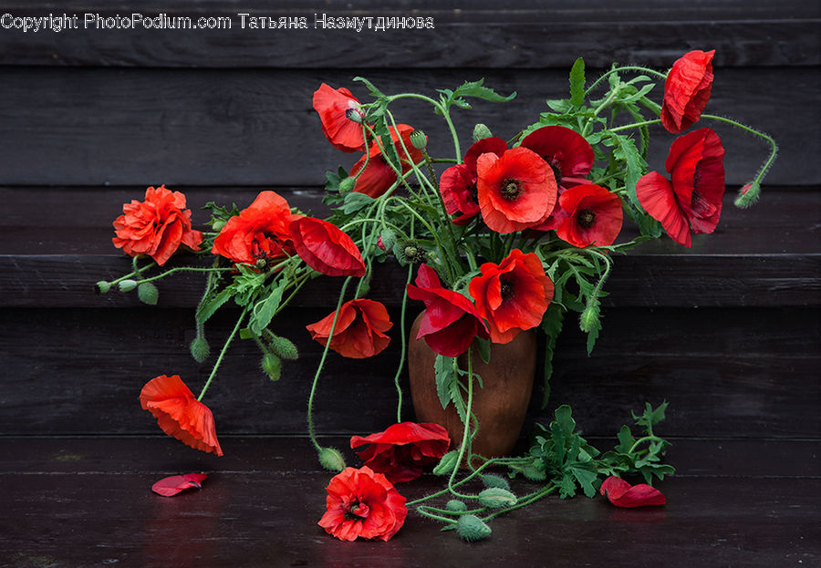Blossom, Flora, Flower, Geranium, Plant, People, Person
