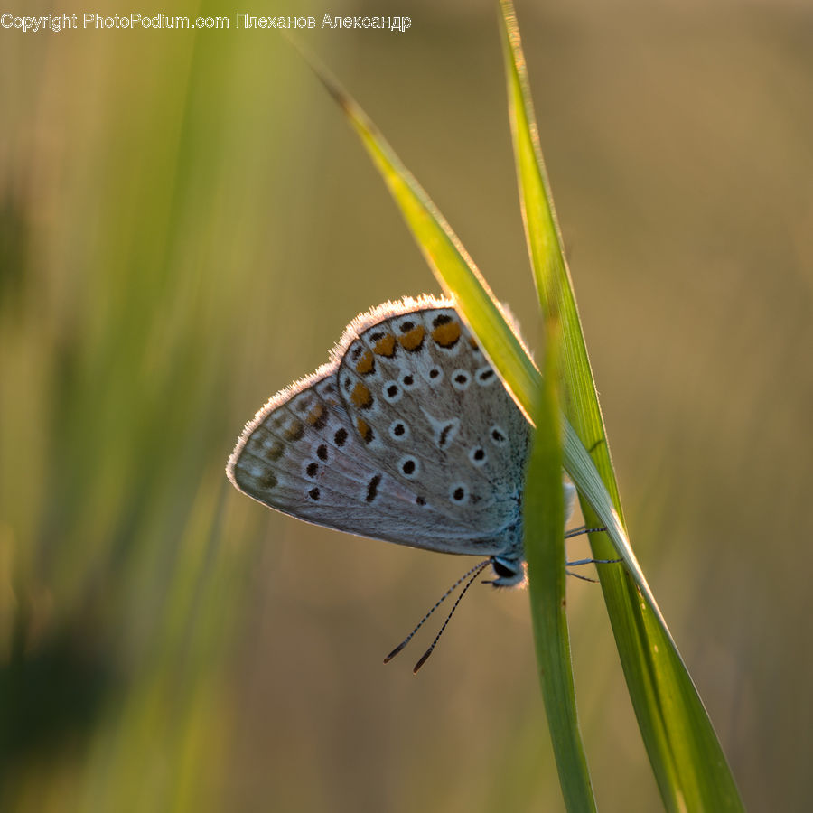 Butterfly, Insect, Invertebrate, Field, Grass, Grassland, Plant