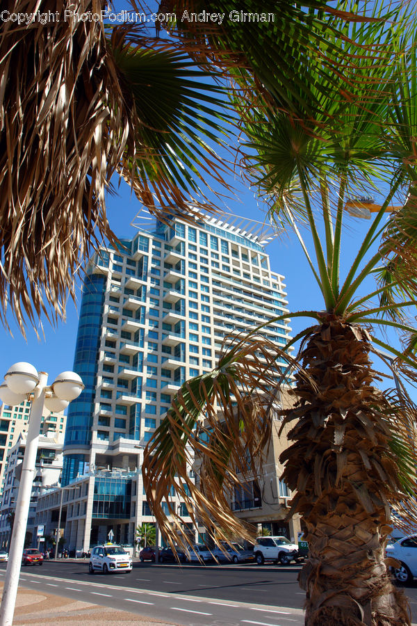 Palm Tree, Plant, Tree, Building, Housing, Fruit, Conifer