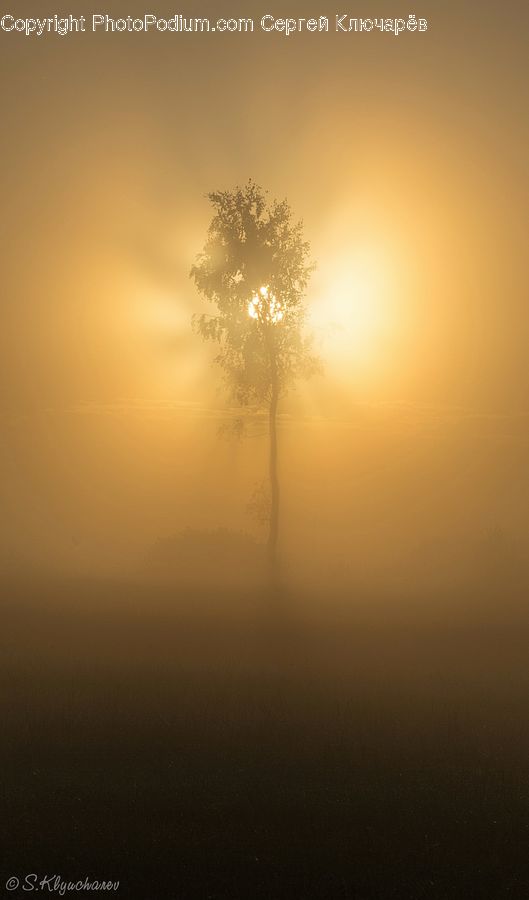 Fog, Flare, Light, Sunlight, Dawn, Dusk, Sky