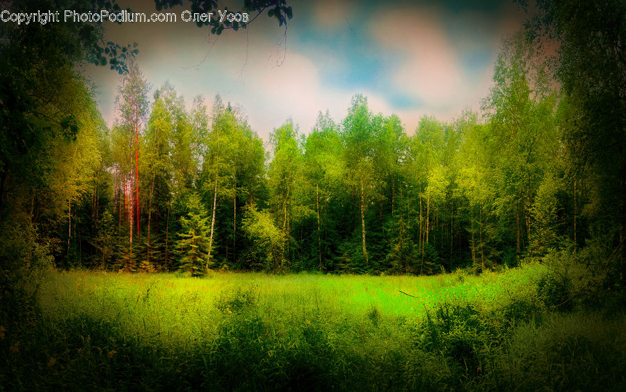 Field, Grass, Grassland, Plant, Dirt Road, Gravel, Road