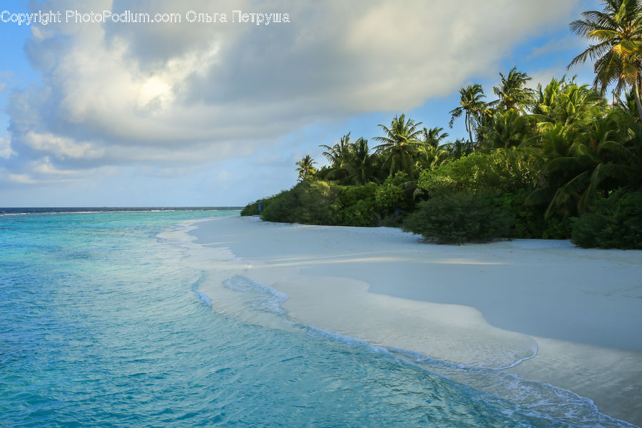 Beach, Coast, Outdoors, Sea, Water, Palm Tree, Plant