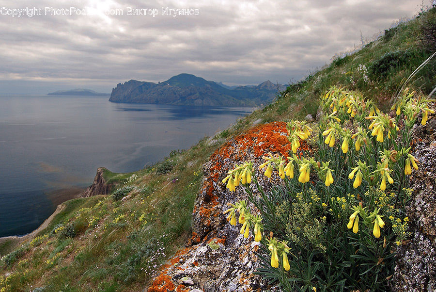 Cliff, Outdoors, Coast, Sea, Water, Blossom, Flora