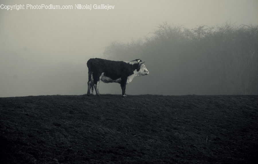 Angus, Animal, Bull, Mammal, Cattle