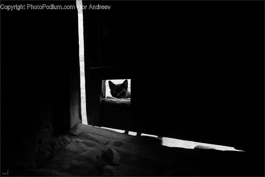 Animal, Alley, Alleyway, Road, Street, Town