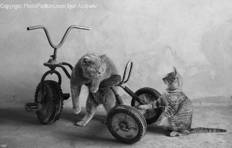 Tricycle, Vehicle, Animal