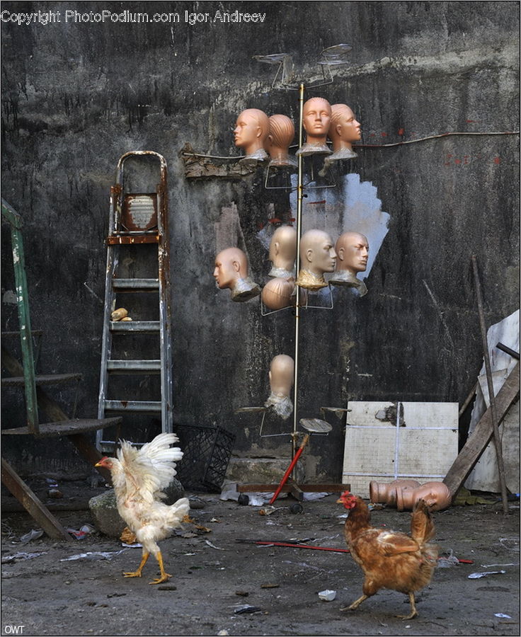 Chicken, Cock Bird, Fowl, Poultry, Rooster, Bird, Alley