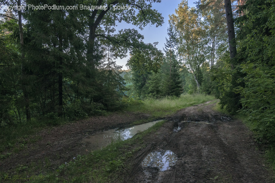 Dirt Road, Gravel, Road, Fir, Redwood, Tree, Wood