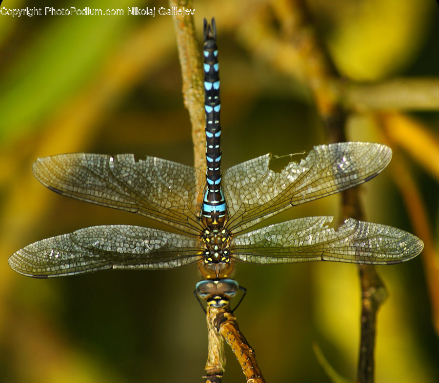 Anisoptera, Dragonfly, Insect, Invertebrate, Asilidae, Apidae, Bee
