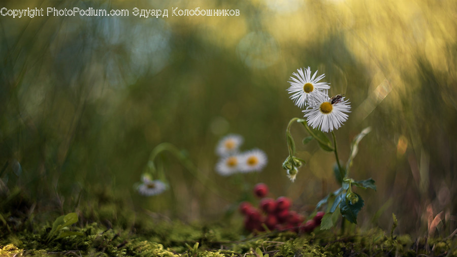 Daisies, Daisy, Flower, Plant, Blossom, Flora, Potted Plant