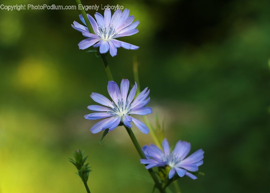 Aster, Blossom, Flower, Plant, Flora, Daisies, Daisy