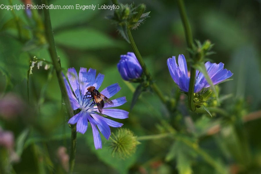 Aster, Blossom, Flower, Plant, Flora, Geranium, Crocus