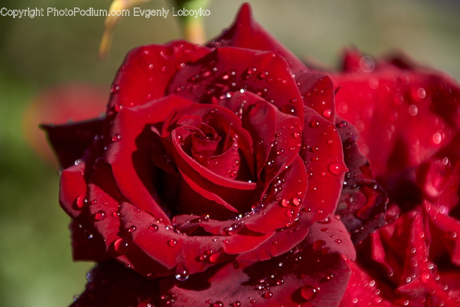 Blossom, Flower, Plant, Rose, Carnation, Flora, Flower Arrangement