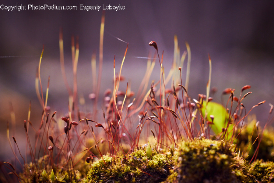Moss, Plant, Field, Grass, Grassland, Blossom, Flora