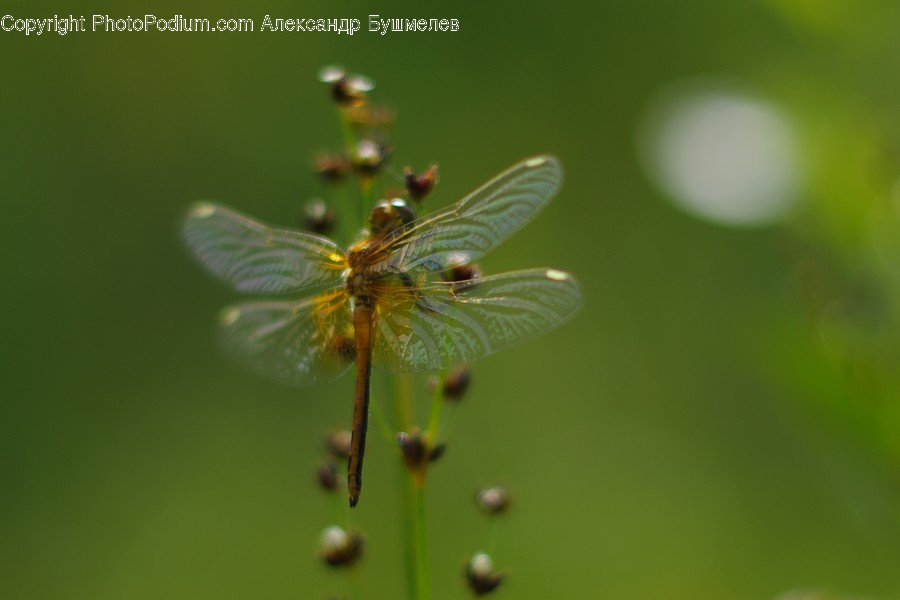 Anisoptera, Dragonfly, Insect, Invertebrate, Blossom, Flora, Flower