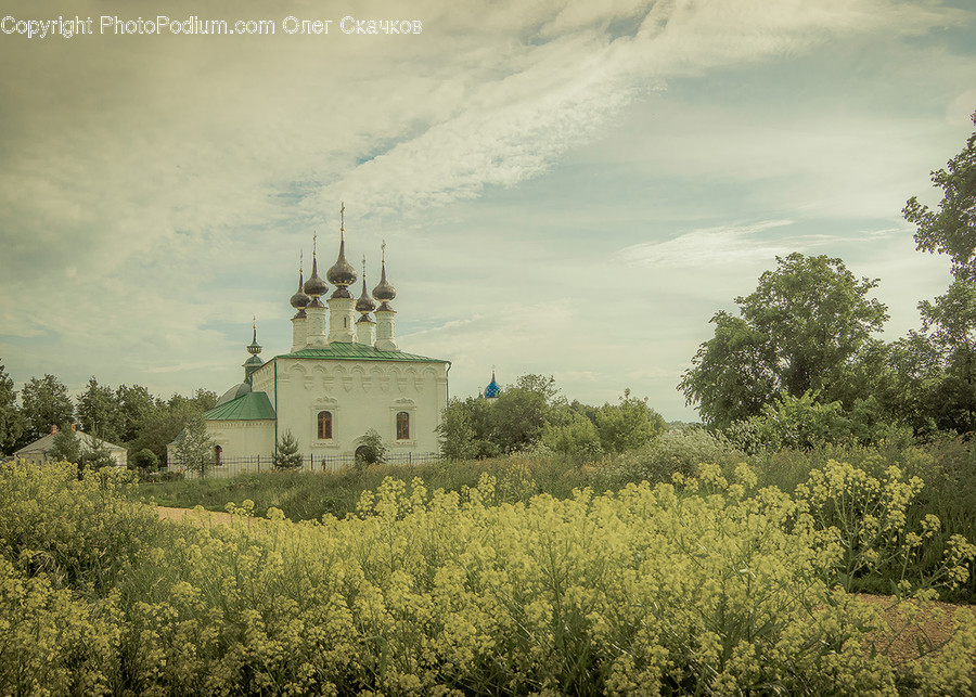 Architecture, Church, Worship, Cathedral, Oak, Tree, Wood