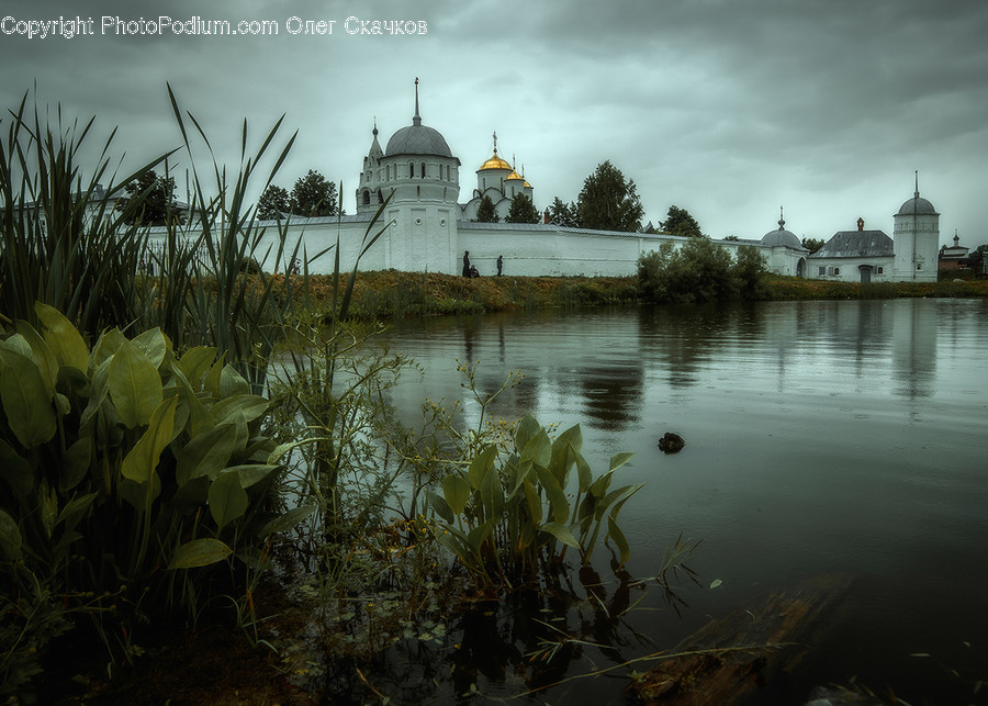 Plant, Potted Plant, Grass, Reed, Architecture, Dome, Mosque