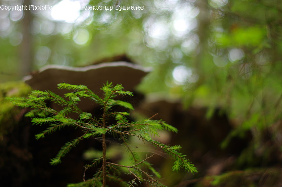Conifer, Fir, Plant, Tree, Fern, Larch, Wood