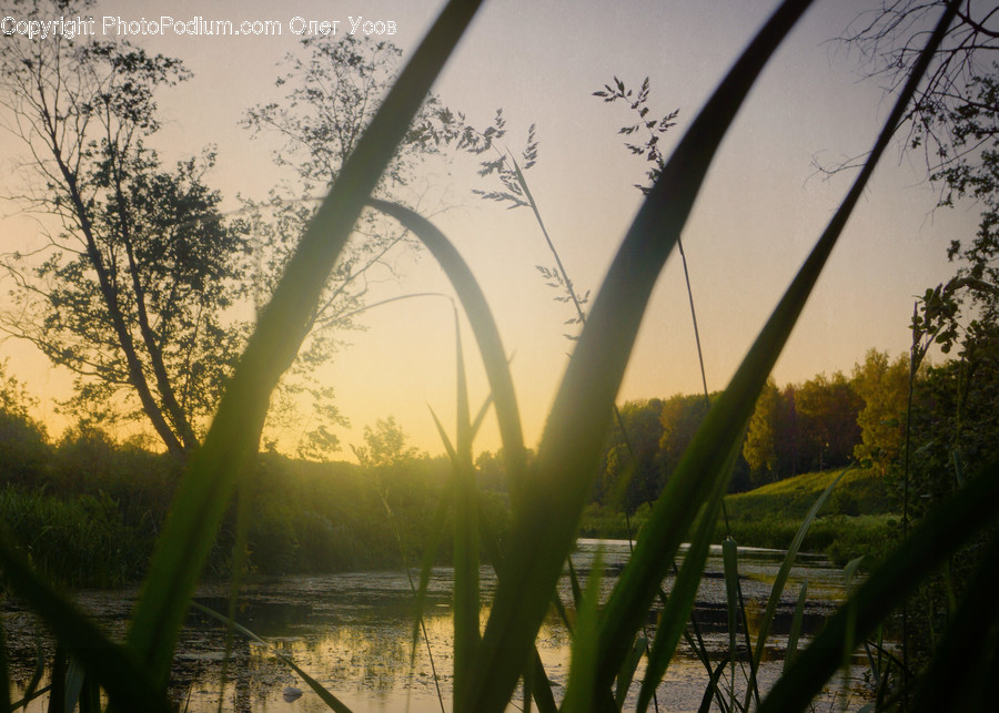 Field, Grass, Grassland, Plant, Tree, Dawn, Dusk
