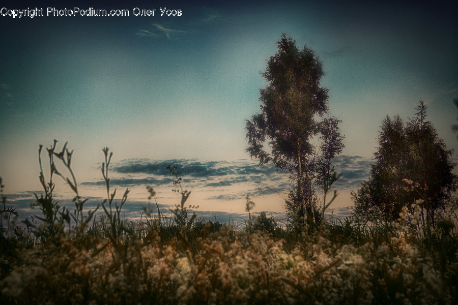 Field, Grass, Grassland, Plant, Dawn, Dusk, Sky