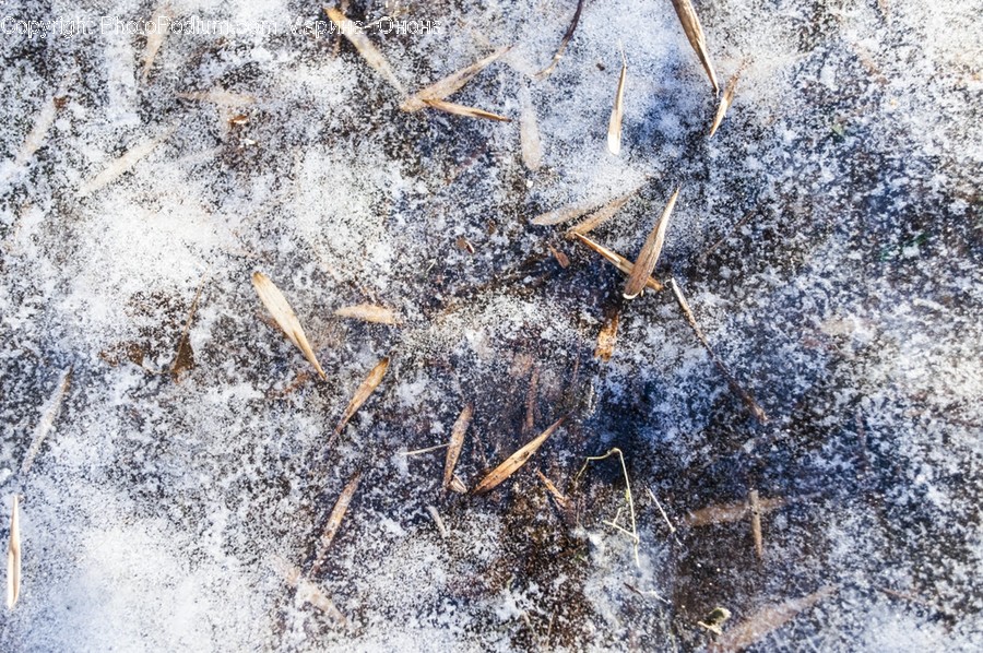 Cricket Insect, Grasshopper, Frost, Ice, Outdoors, Snow