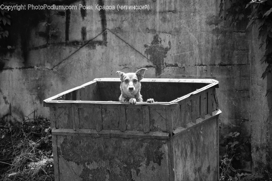 Fence, Wall, Asphalt, Tarmac, Animal, Canine, Dog