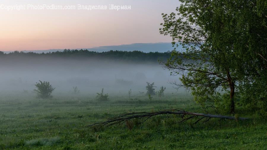 Fog, Plant, Tree, Dawn, Dusk, Sky, Sunrise