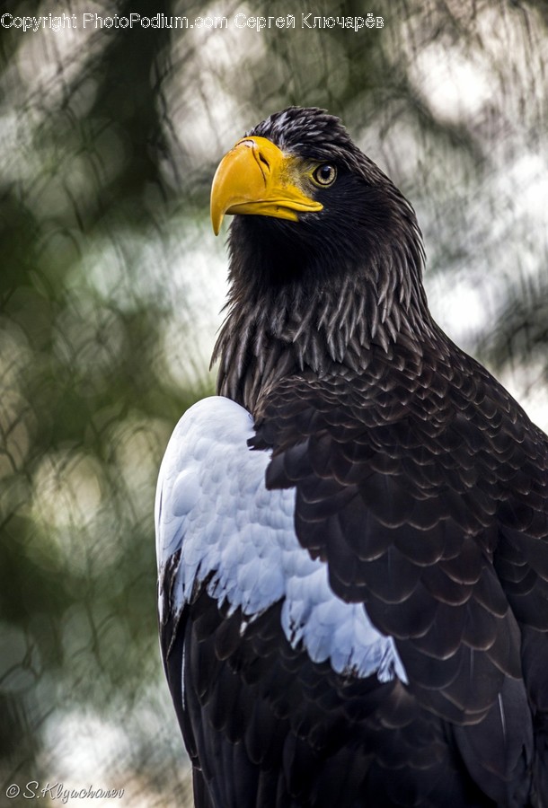 Bird, Eagle, Bald Eagle, Beak