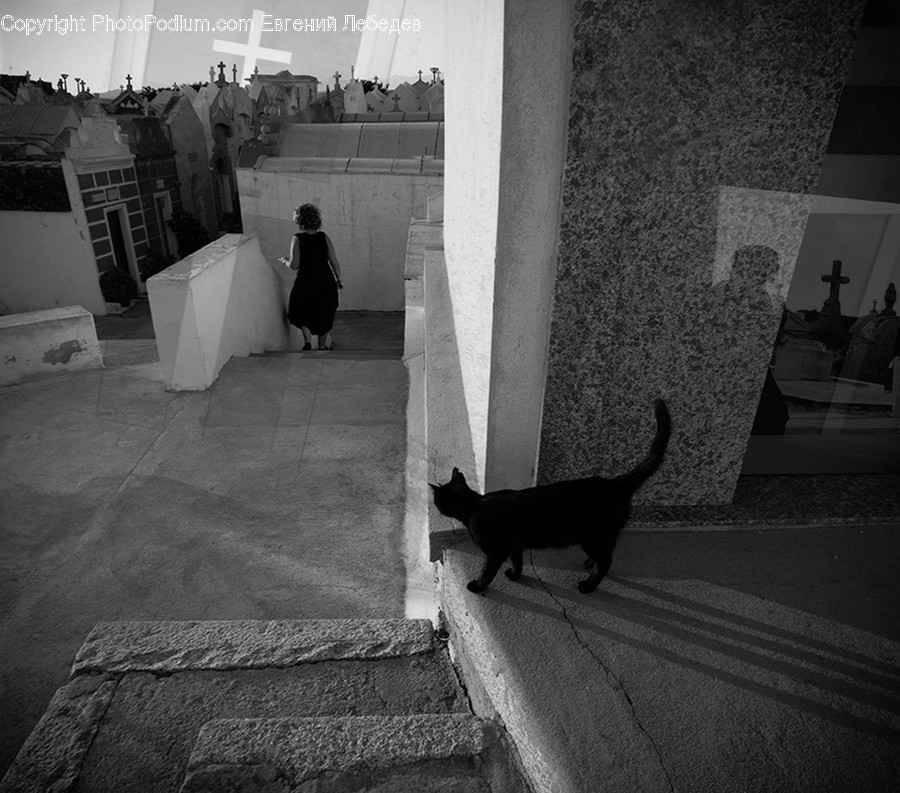 Alley, Alleyway, Road, Street, Town, Adorable, Animal