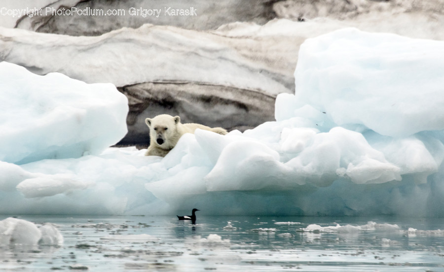 Arctic, Glacier, Ice, Mountain, Outdoors, Snow, Animal