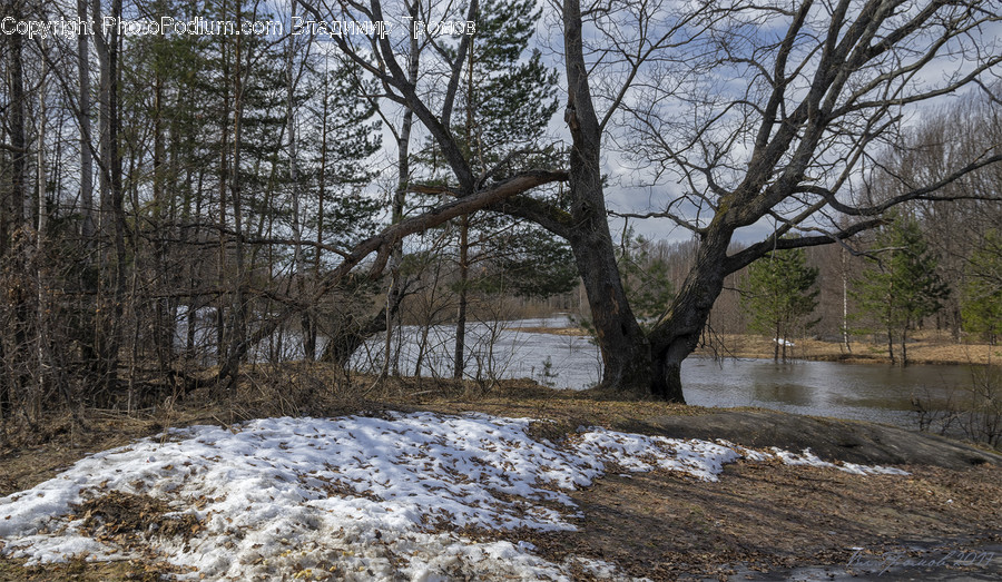 Outdoors, River, Water, Creek, Forest, Vegetation, Plant