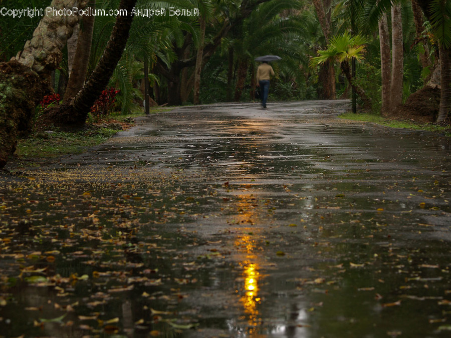 Forest, Jungle, Rainforest, Vegetation, Dirt Road, Gravel, Road