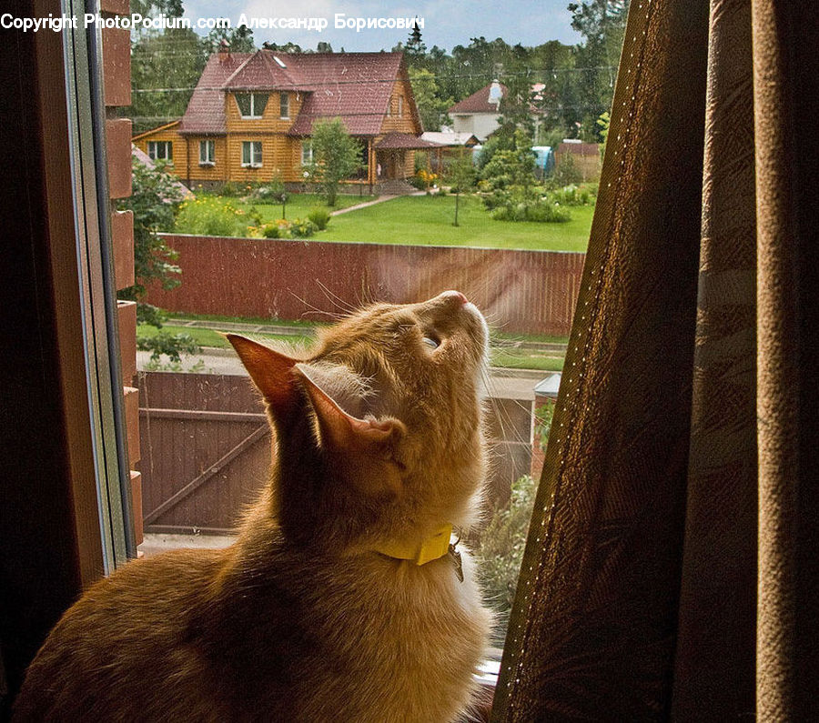 Garden, Yard, Fence, Hedge, Plant