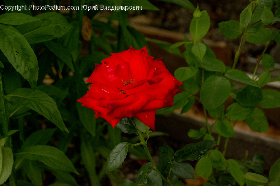 Blossom, Flora, Flower, Geranium, Plant, Rose, Acanthaceae